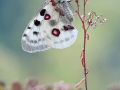 Roter Apollo