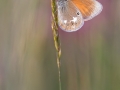 braunes Wiesenvoegelchen