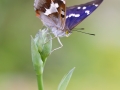 Schillerfalter