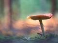 Fliegenpilz