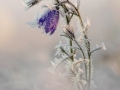 Glockenblume-1
