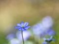 Leberblümchen-9871