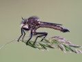 Raubfliege