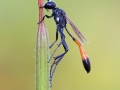 Schlupfwespe
