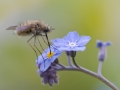 Wollschwebfliege