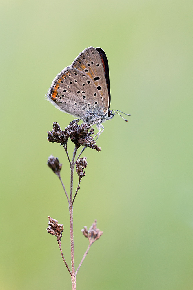 Feuerfalter-Lilagold(Lycaena hippothoe)-2